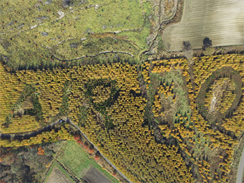 舉行「企業造林」的植樹活動 image2