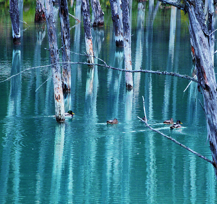 Shirogane Blue Pond