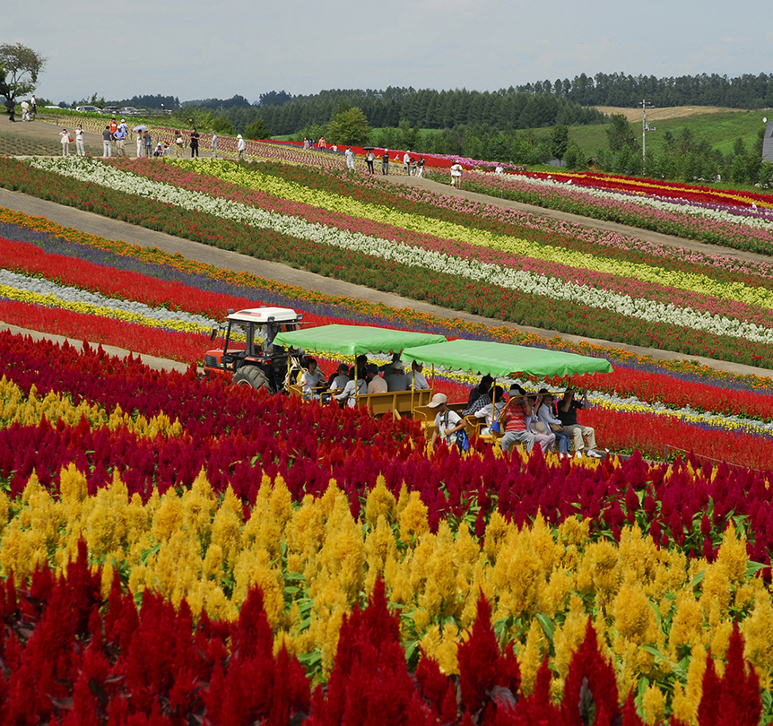 Panoramic Flower Garden Shikisai-no-oka