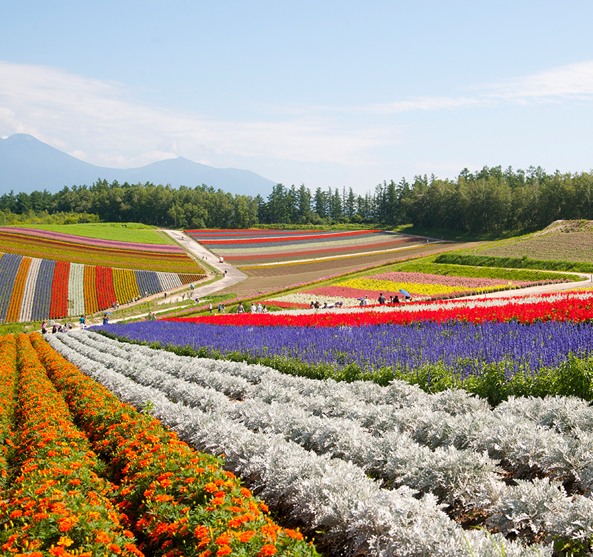 Panoramic Flower Garden Shikisai-no-oka