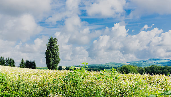 ケンとメリーの木