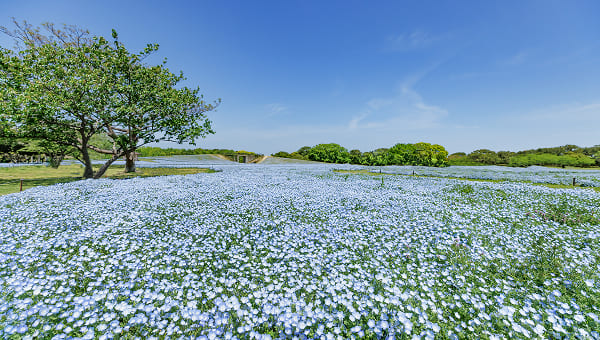 海の中道海浜公園
