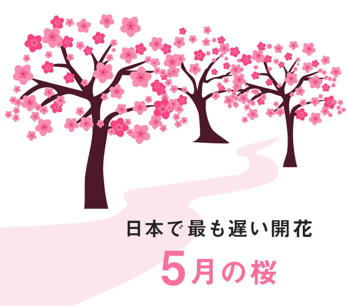 日本で最も遅い開花５月の桜