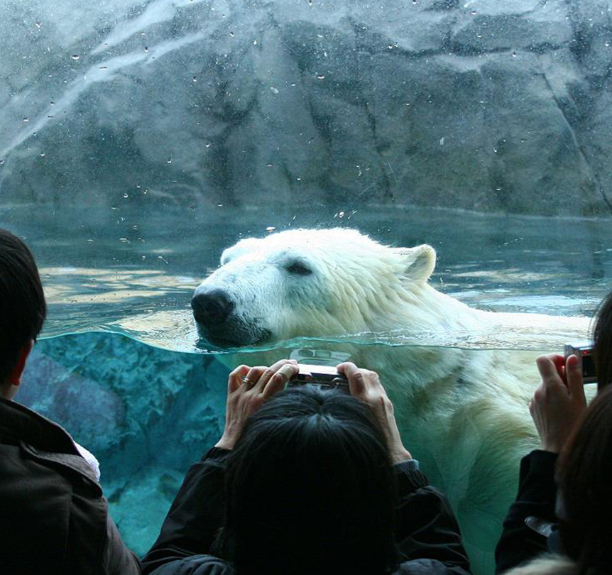 旭川市 旭山動物園